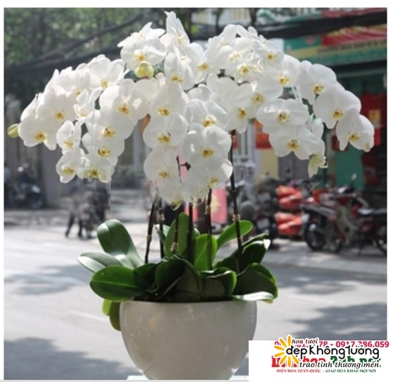 shop hoa lan ho diep an lao
