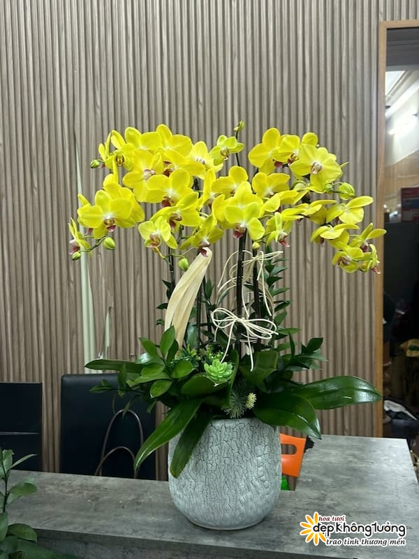 shop hoa lan ho diep duong kinh