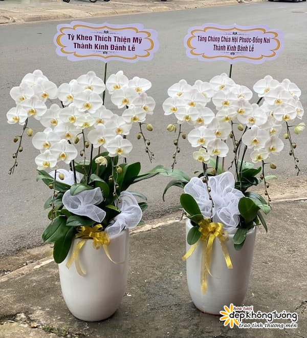 shop hoa lan ho diep do son