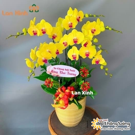 shop hoa lan ho diep le chan