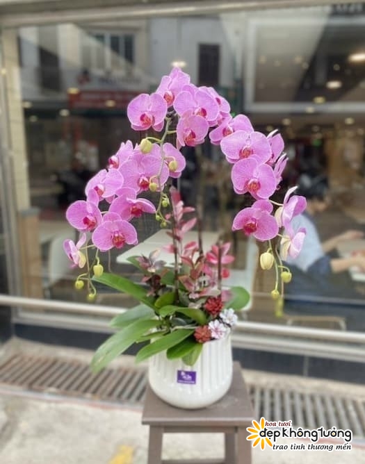 shop hoa lan ho diep tien lang