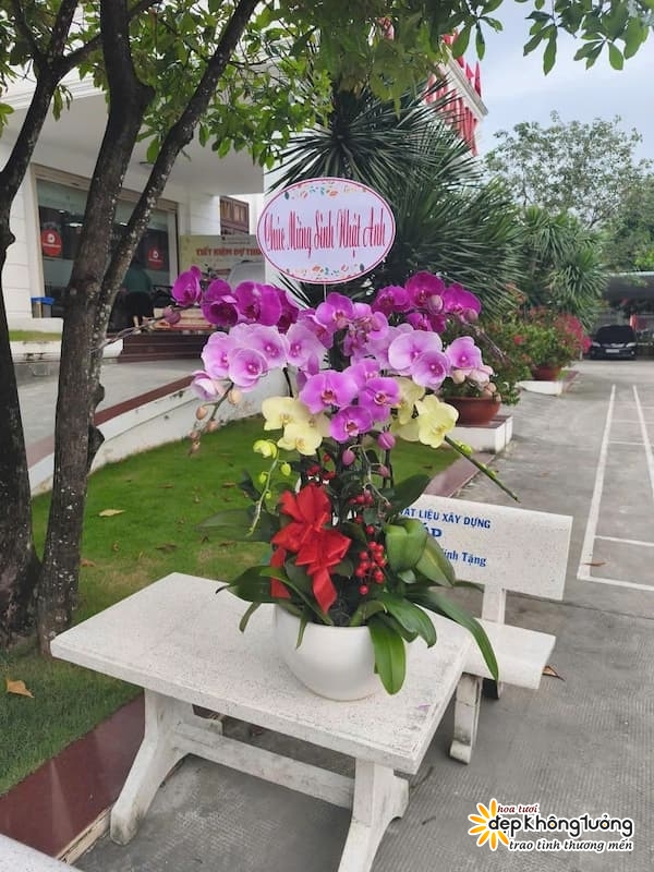 shop hoa lan ho diep hai phong