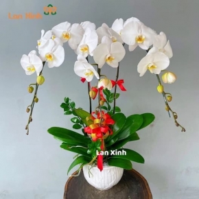 chau lan ho diep 3 cay